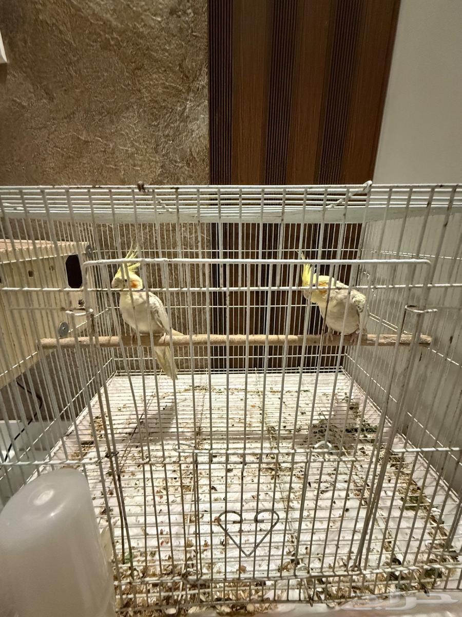 تم البيع63655706644225112