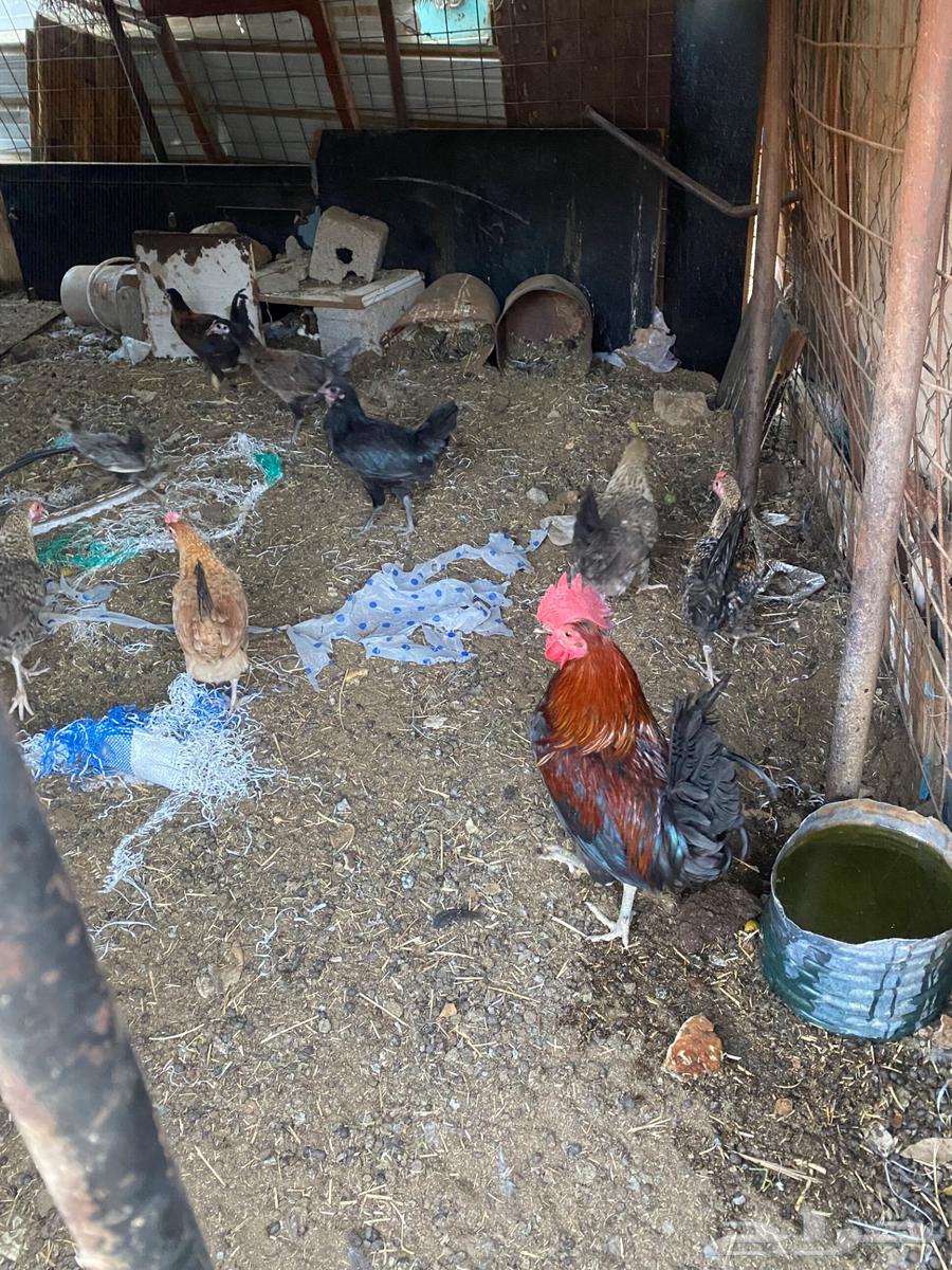 Chickens for sale63656055313794111