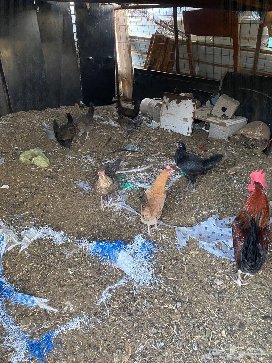 Chickens for sale63656055313794112