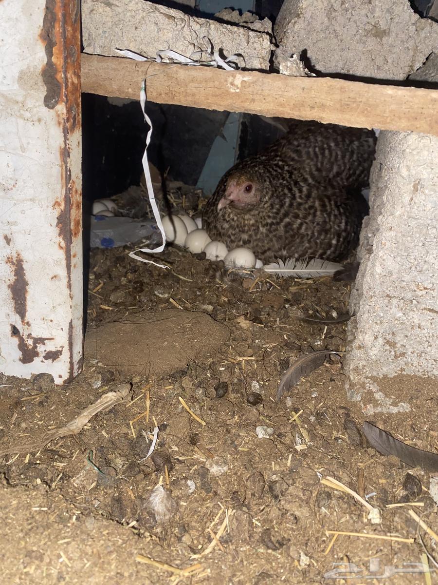 Chickens for sale63656055313794110