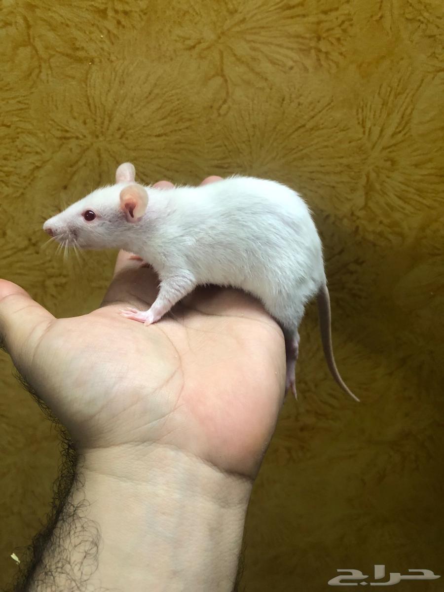 جرذان حيه Rats لتعليف الزواحف والطيور63656970224897110