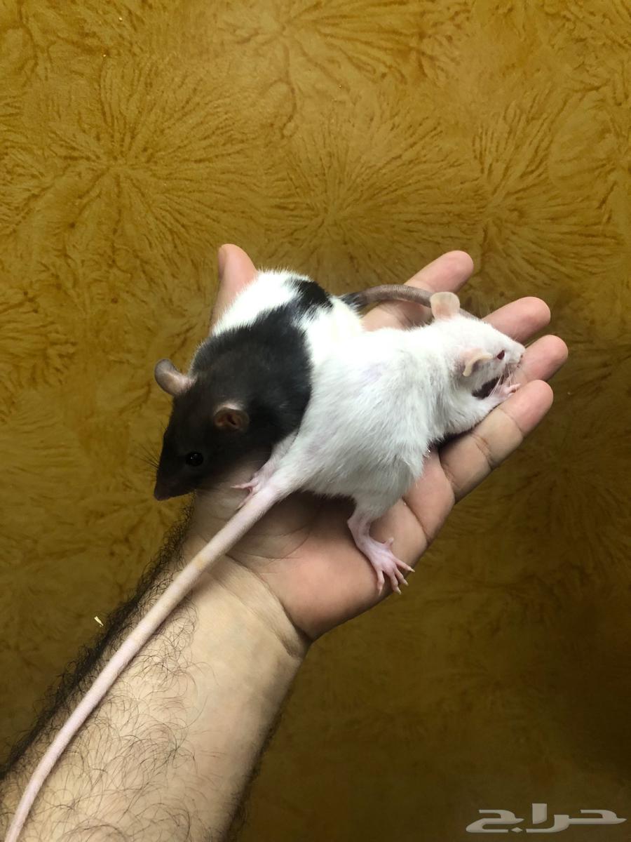 جرذان حيه Rats لتعليف الزواحف والطيور63656970224897111