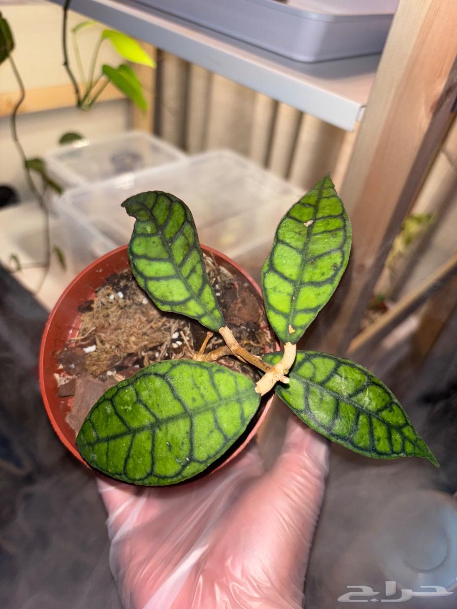 نباتات hoya والوكاسيا نادرة جدا  في السوق المحلي63667535774850113