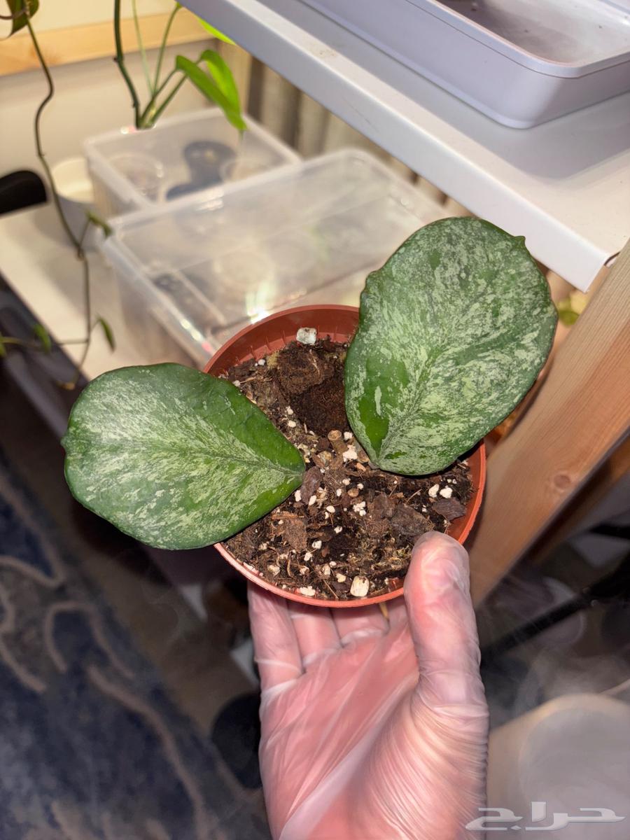 نباتات hoya والوكاسيا نادرة جدا  في السوق المحلي63667535774850112