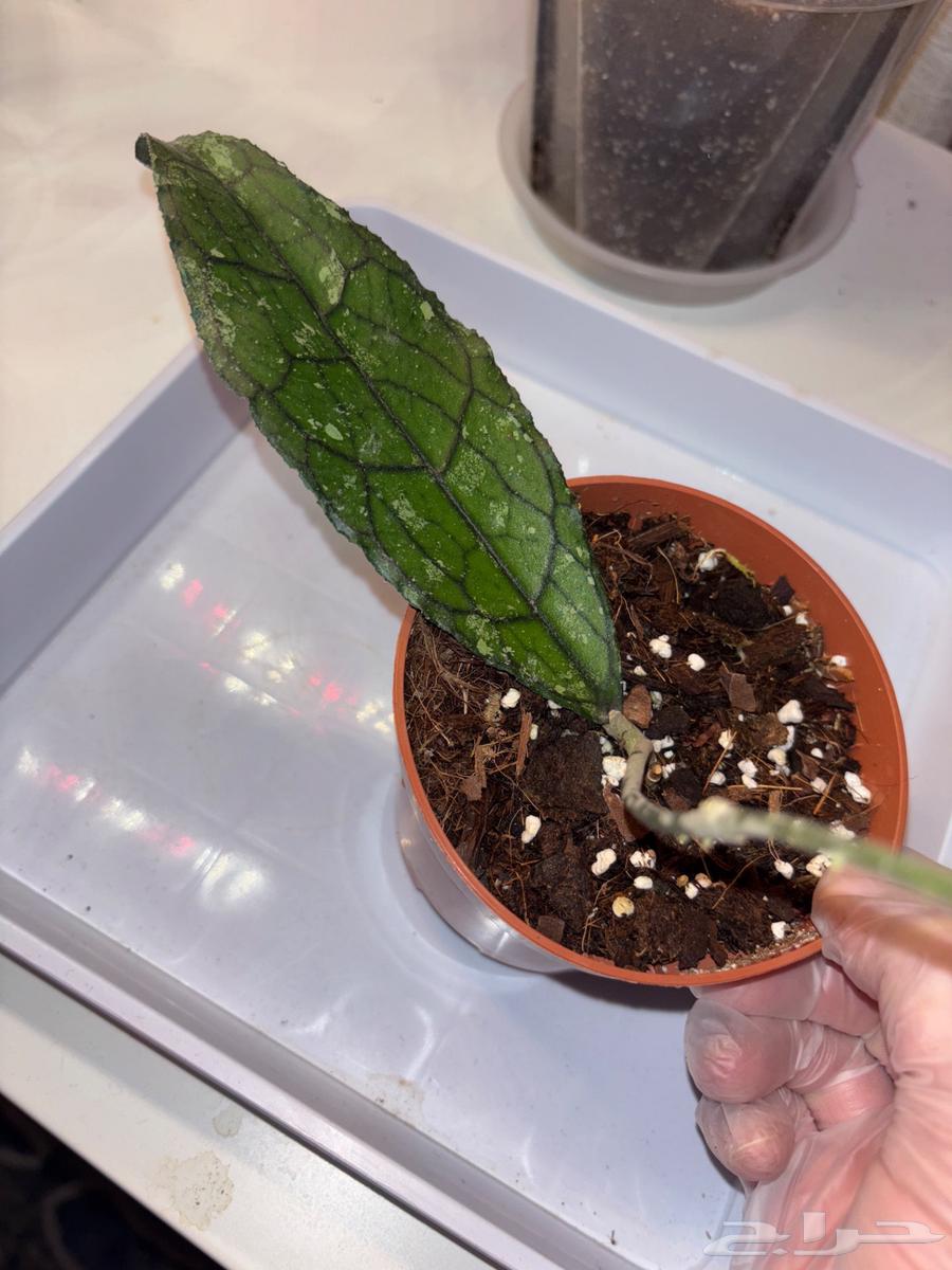 نباتات hoya والوكاسيا نادرة جدا  في السوق المحلي63667535774850111
