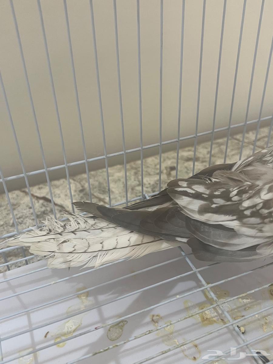 Female Crow for Production63667538895491111