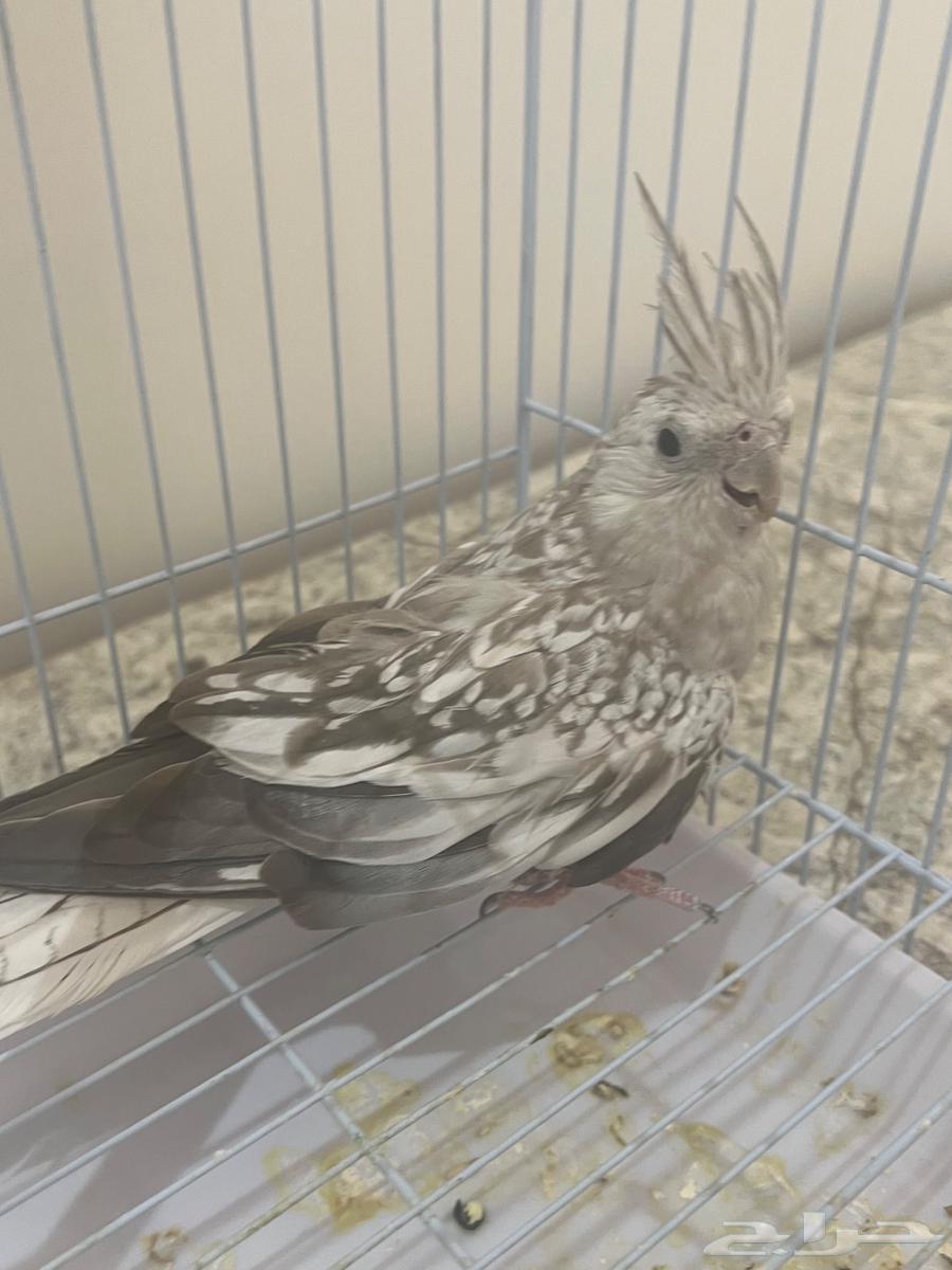 Female Crow for Production63667538895491112