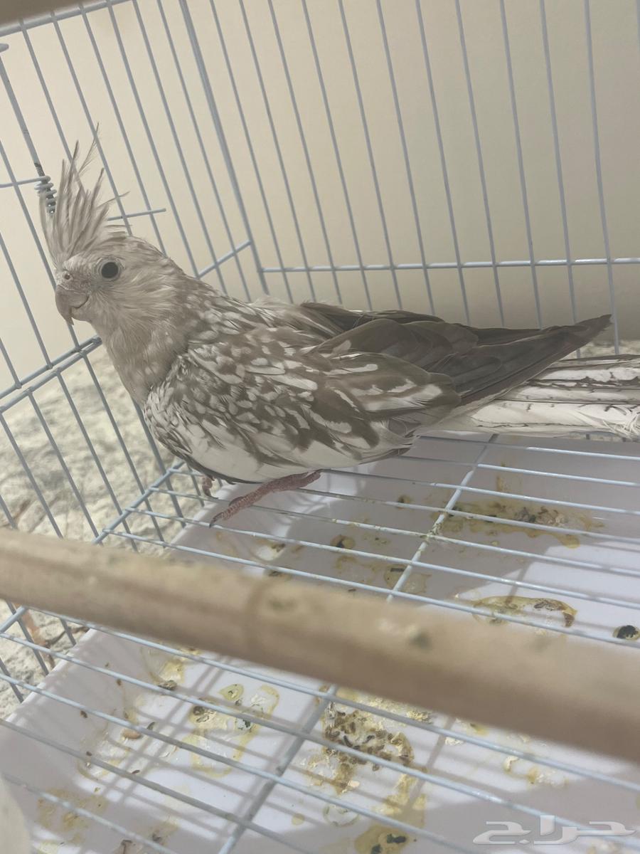 Female Crow for Production63667538895491110