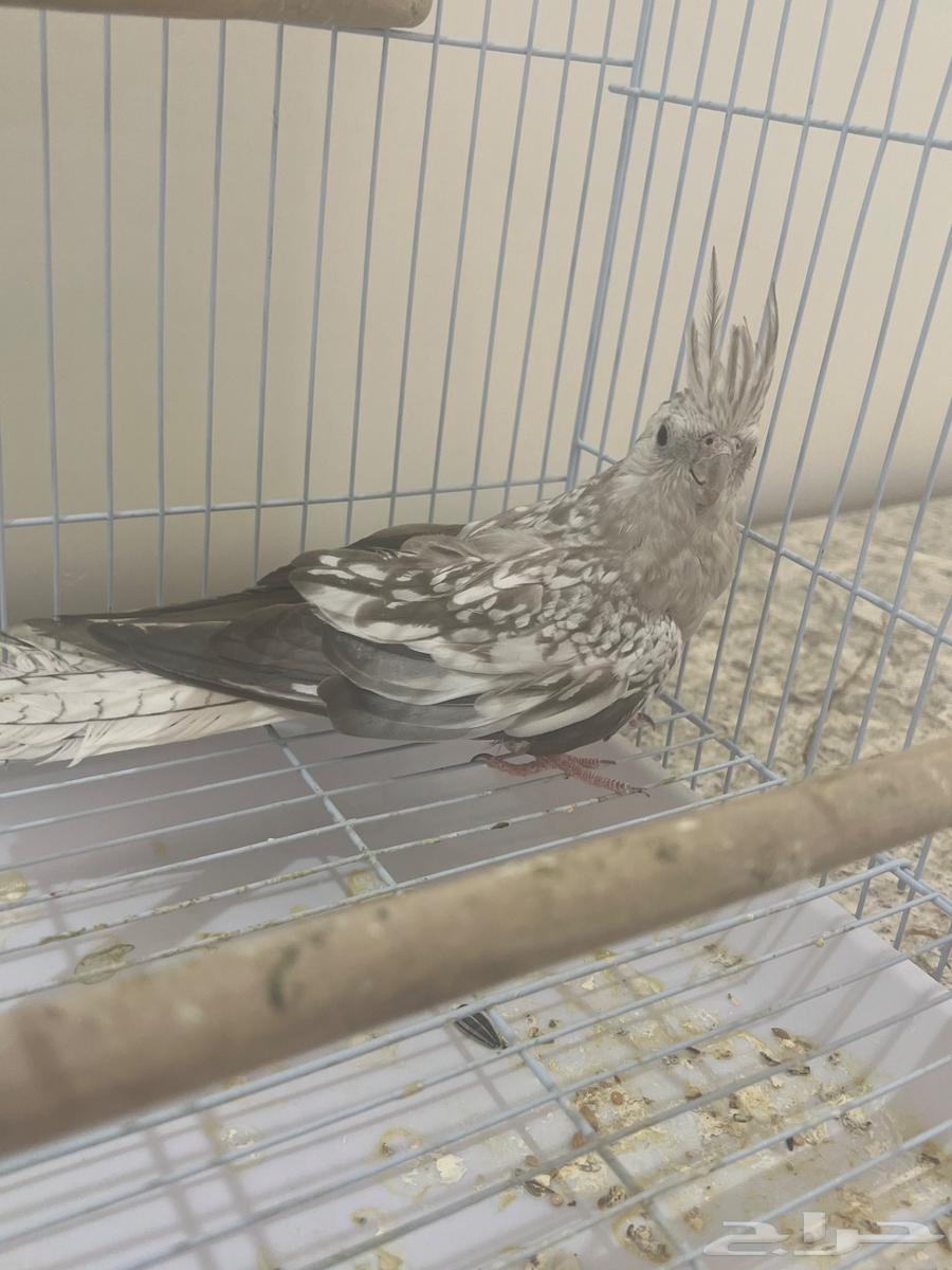 Female Crow for Production63667538895491114
