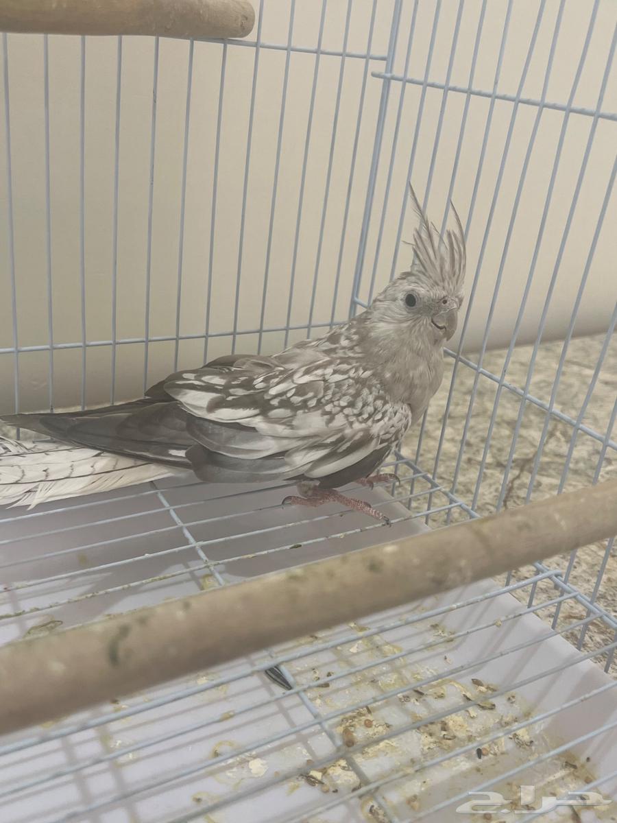 Female Crow for Production63667538895491113