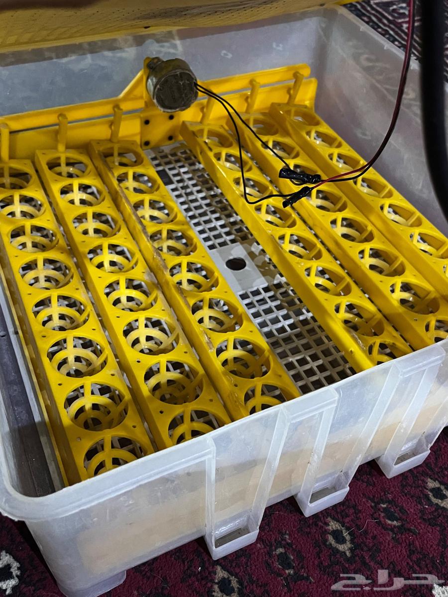 Automatic Incubator63655616930435111