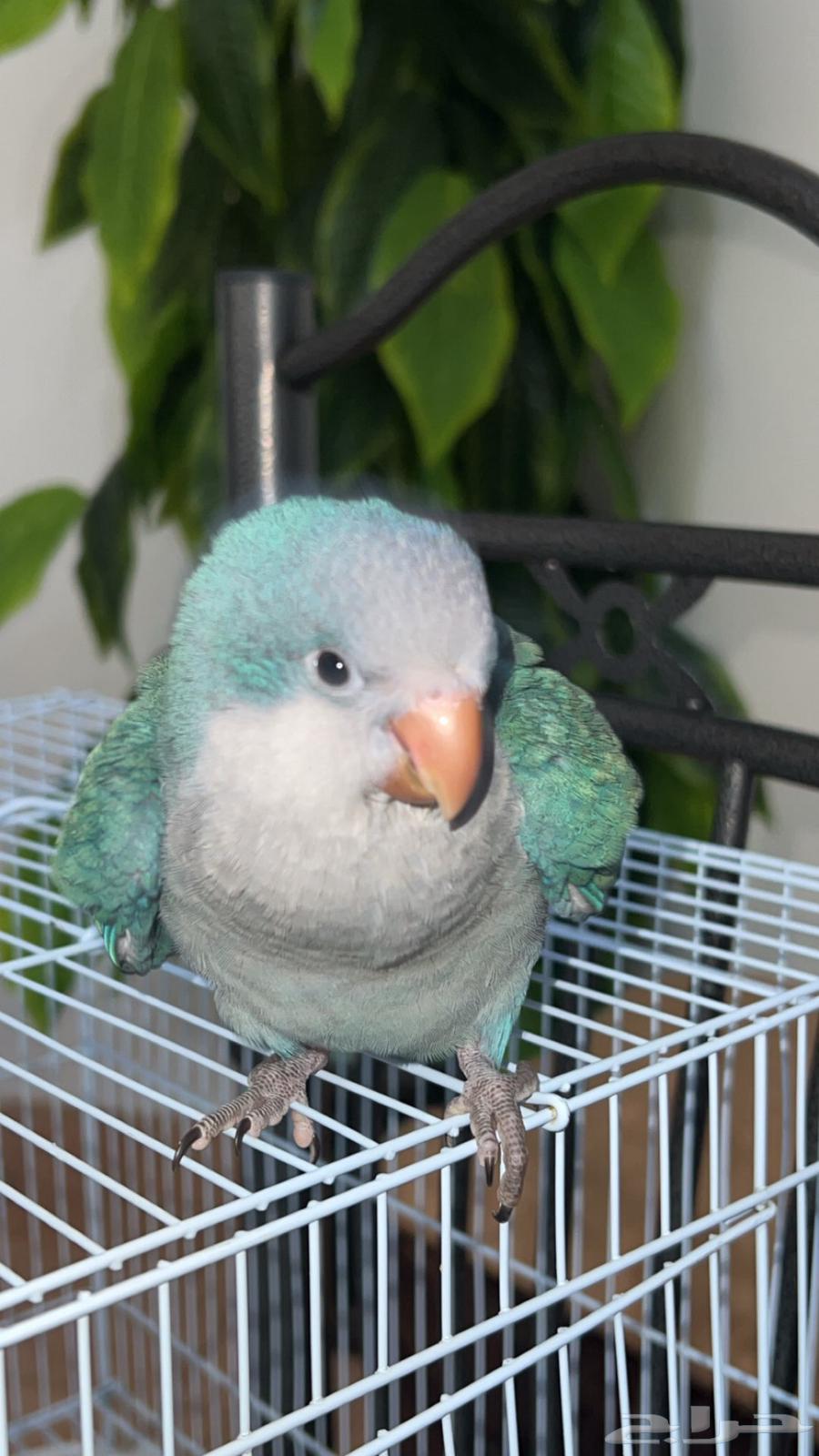 Quaker63655714183170110
