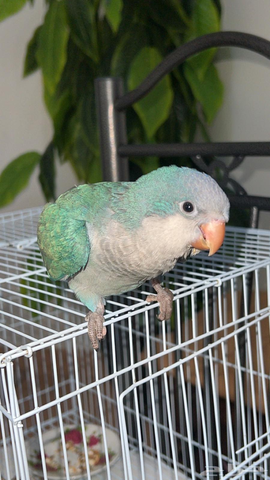 Quaker63655714183170111