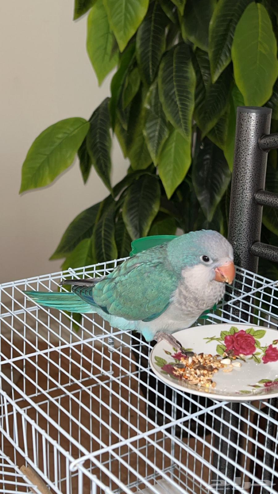 Quaker63655714183170114