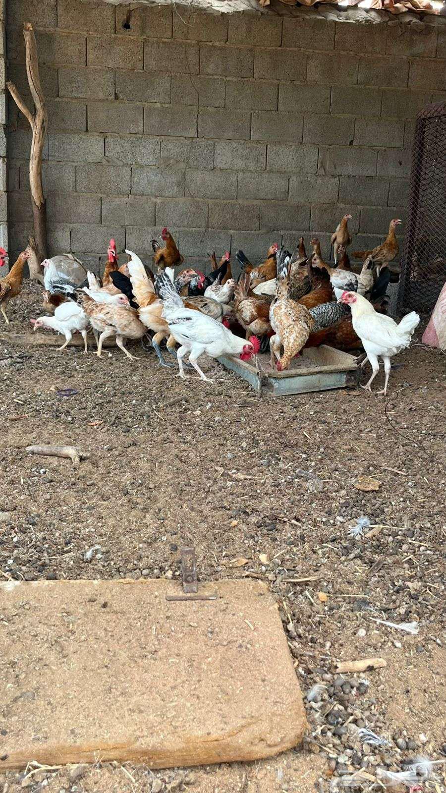 ديوكه بلدي63657593140354112