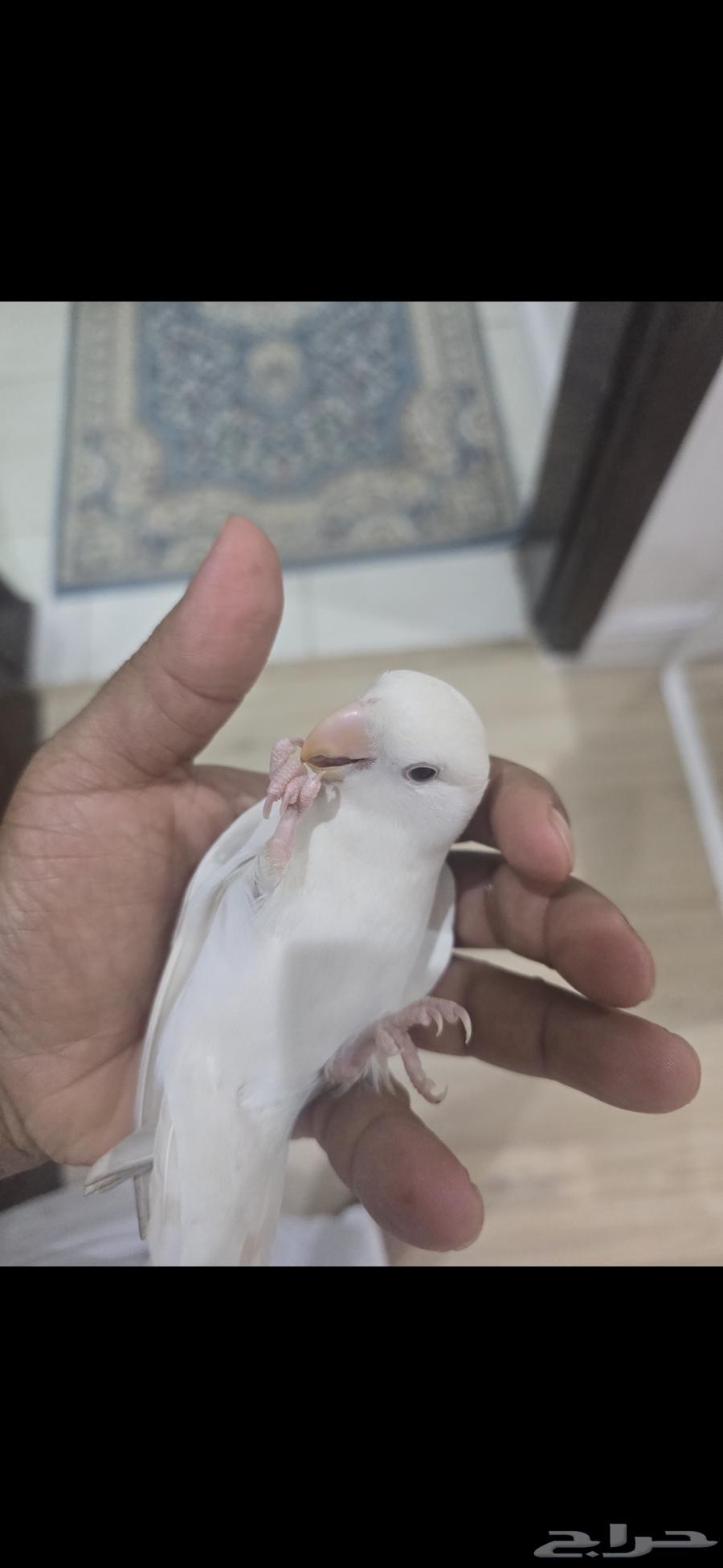 Very tame white dove bird63655713266178113