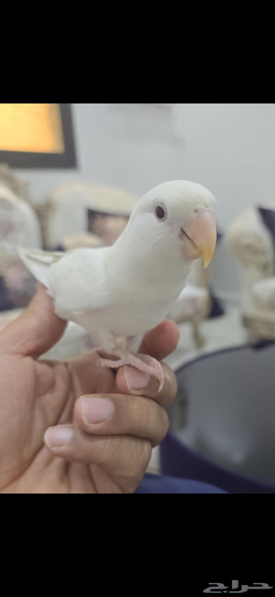 Very tame white dove bird63655713266178111