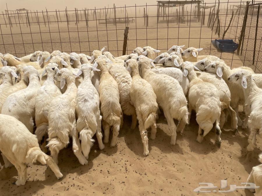 I have 50 sheep for sale (sold)63655705519362110