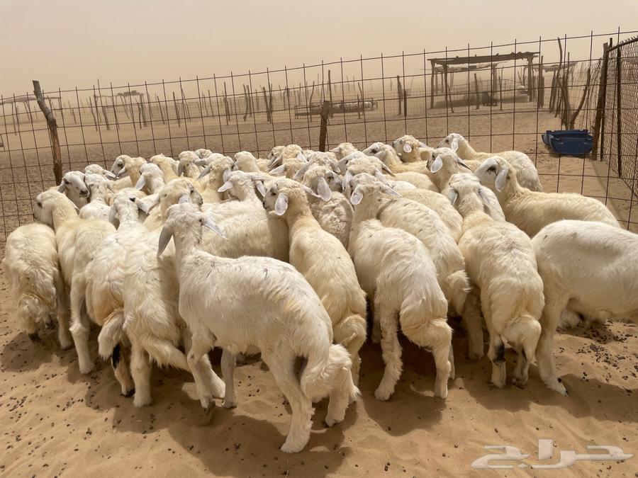 I have 50 sheep for sale (sold)63655705519362113