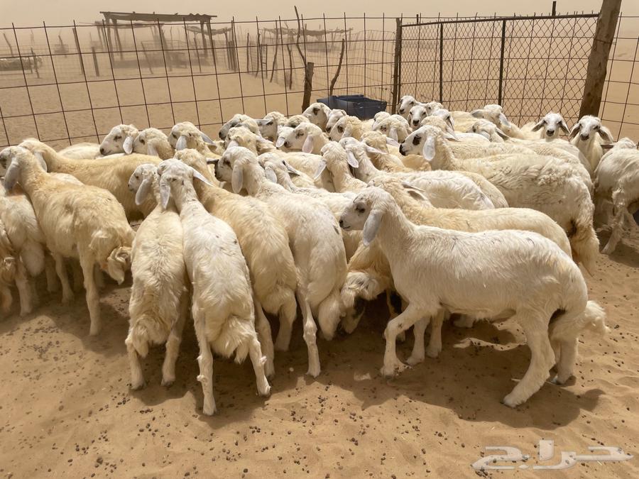 I have 50 sheep for sale (sold)63655705519362112