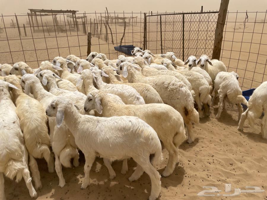 I have 50 sheep for sale (sold)63655705519362111