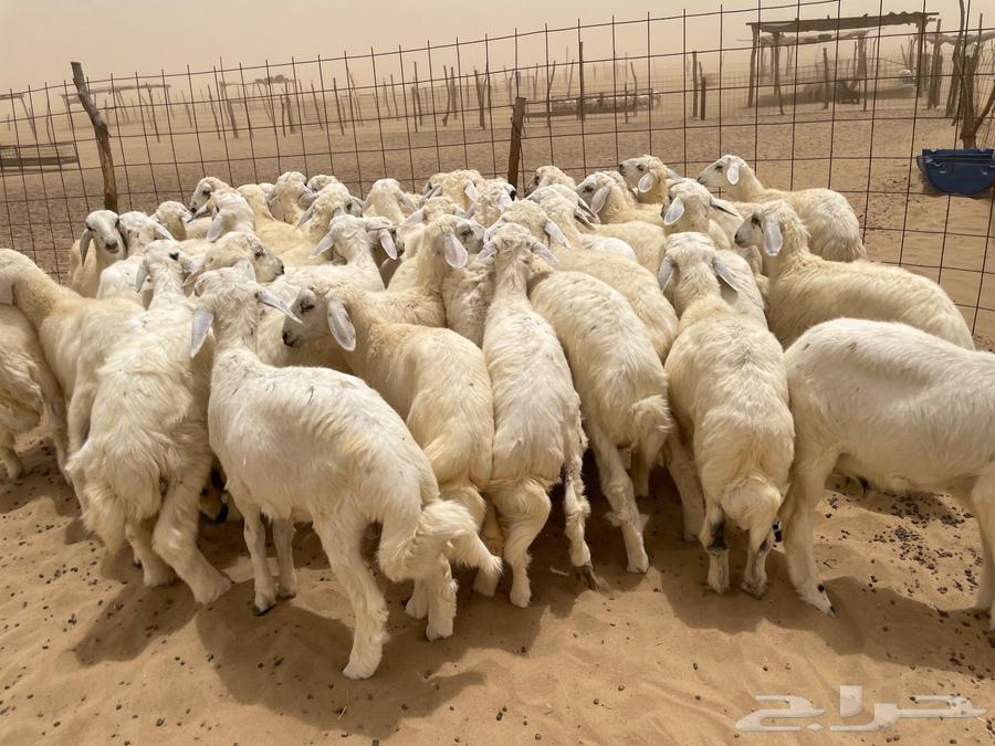 I have 50 sheep for sale (sold)63655705519362114