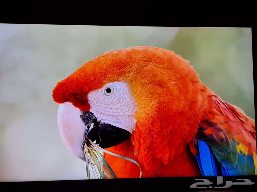 شاشة سامسونج 55 بوصة 4k ممتازة جدا للافلام والالعاب63655715154179113