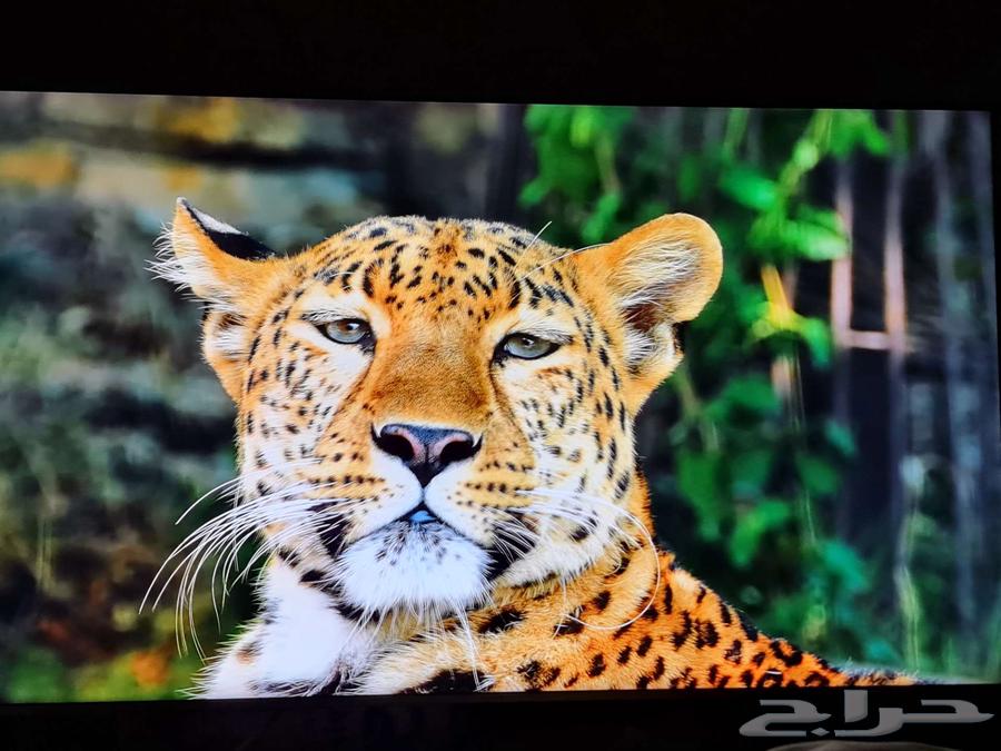 شاشة سامسونج 55 بوصة 4k ممتازة جدا للافلام والالعاب63655715154179111