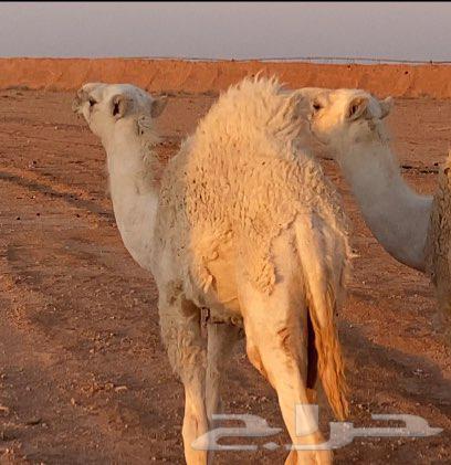 حشوان لباني 6شهور للبيع63667683328130111