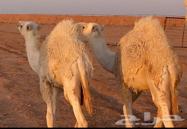 حشوان لباني 6شهور للبيع63667683328130112