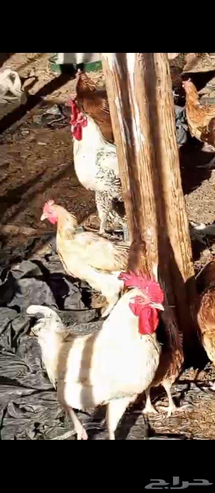 Roosters for sale63667807589123110