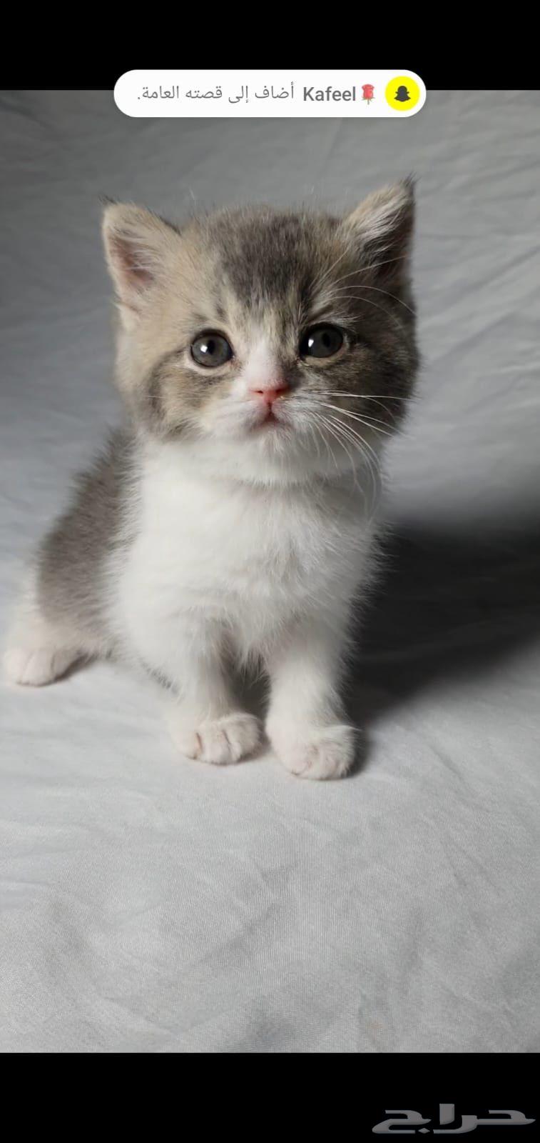 Scotch for sale63667555257090111