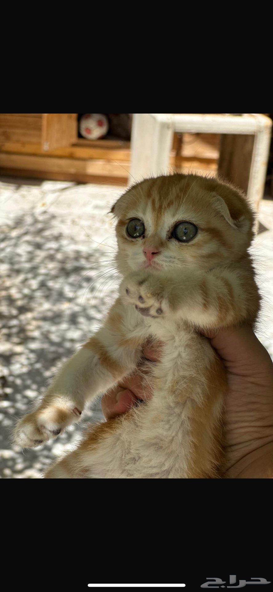 Scottish cats63667693127809111