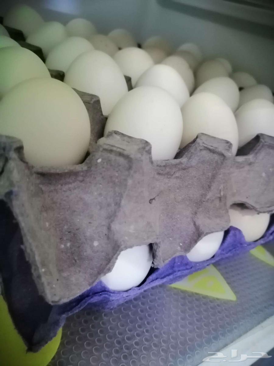 Local Eggs63667797857923110