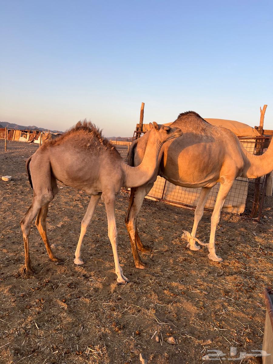 للبيع ناقه عمانيه منتج بكره سبوق63667552899586114