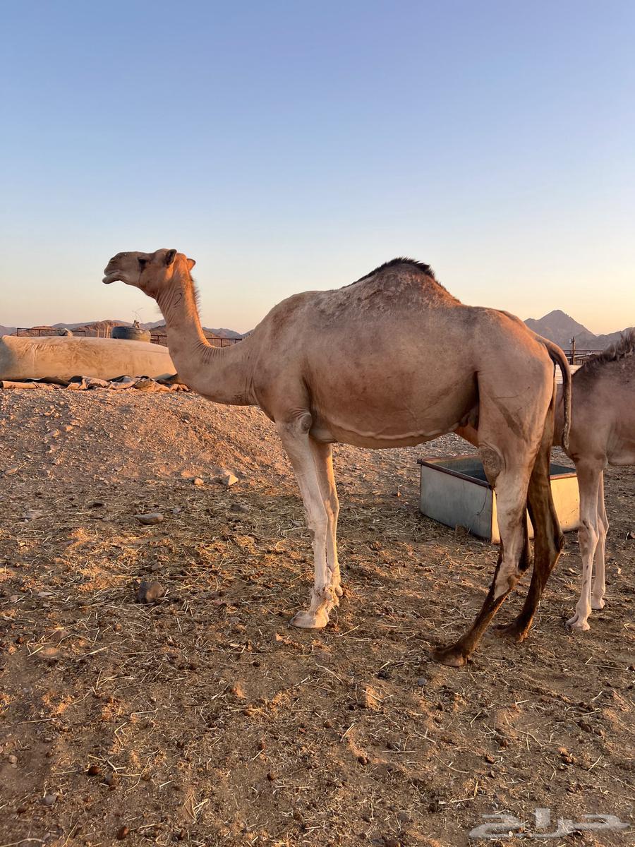 للبيع ناقه عمانيه منتج بكره سبوق63667552899586113