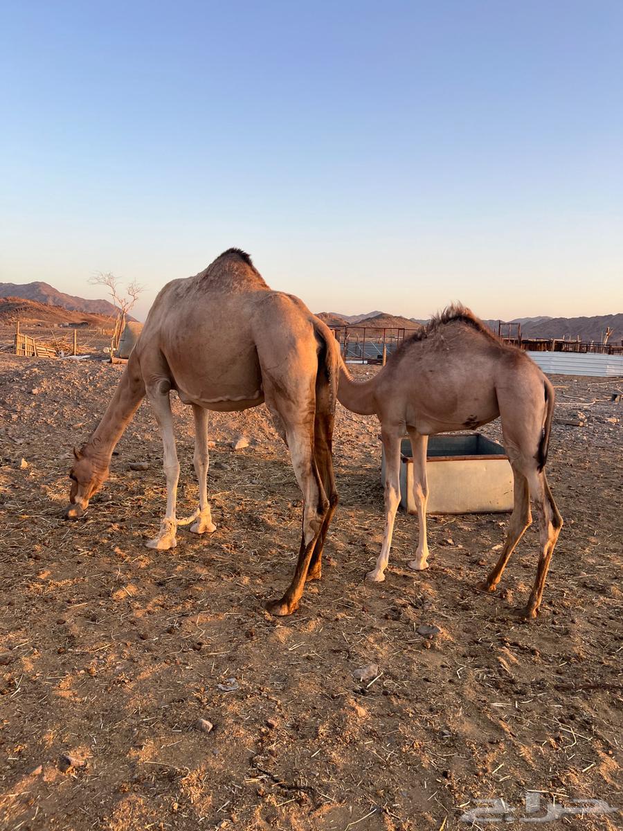 للبيع ناقه عمانيه منتج بكره سبوق63667552899586110