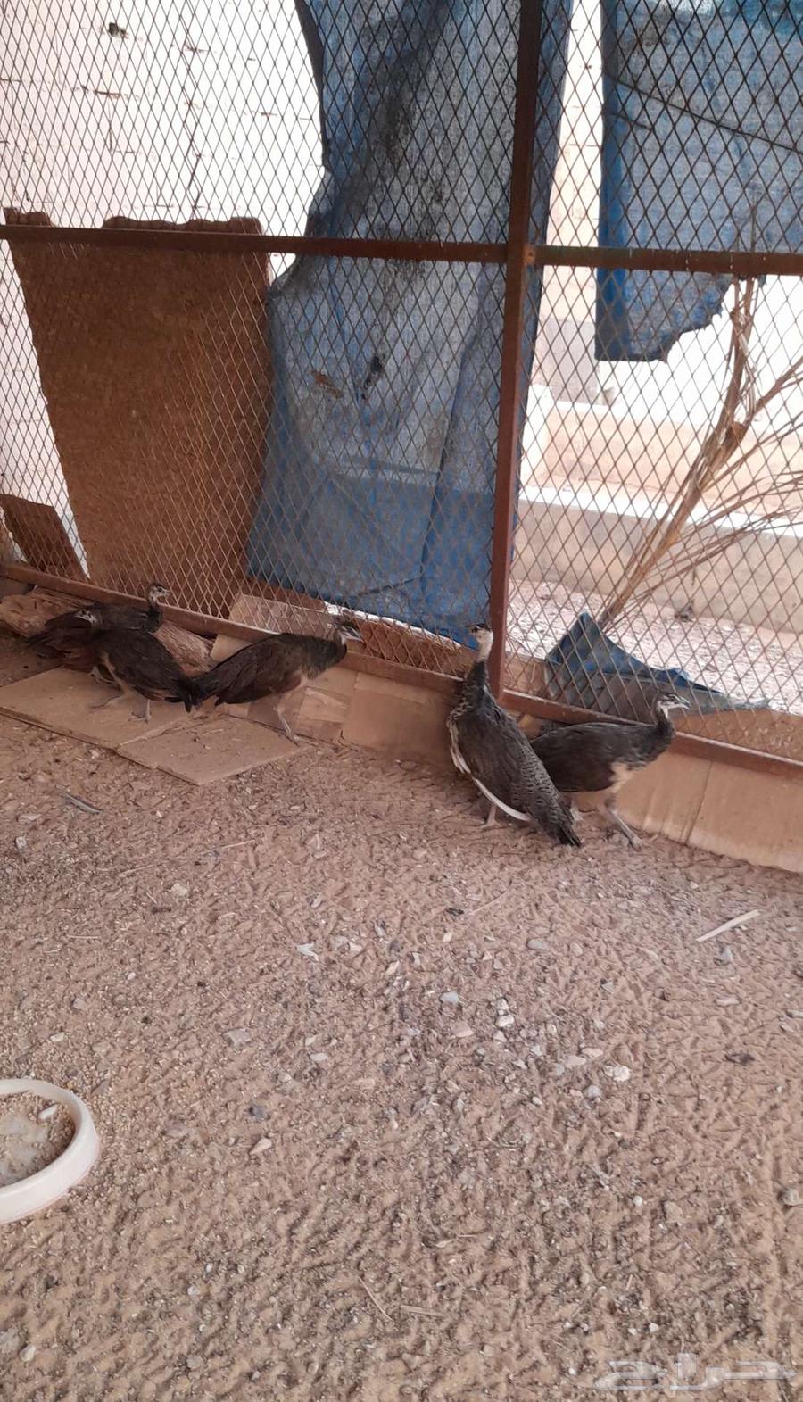 Indian peacock chicks63667553091970110