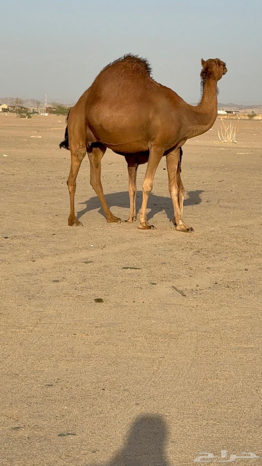 خلفه مصغر ساحليه زين وحليب63667550344322114