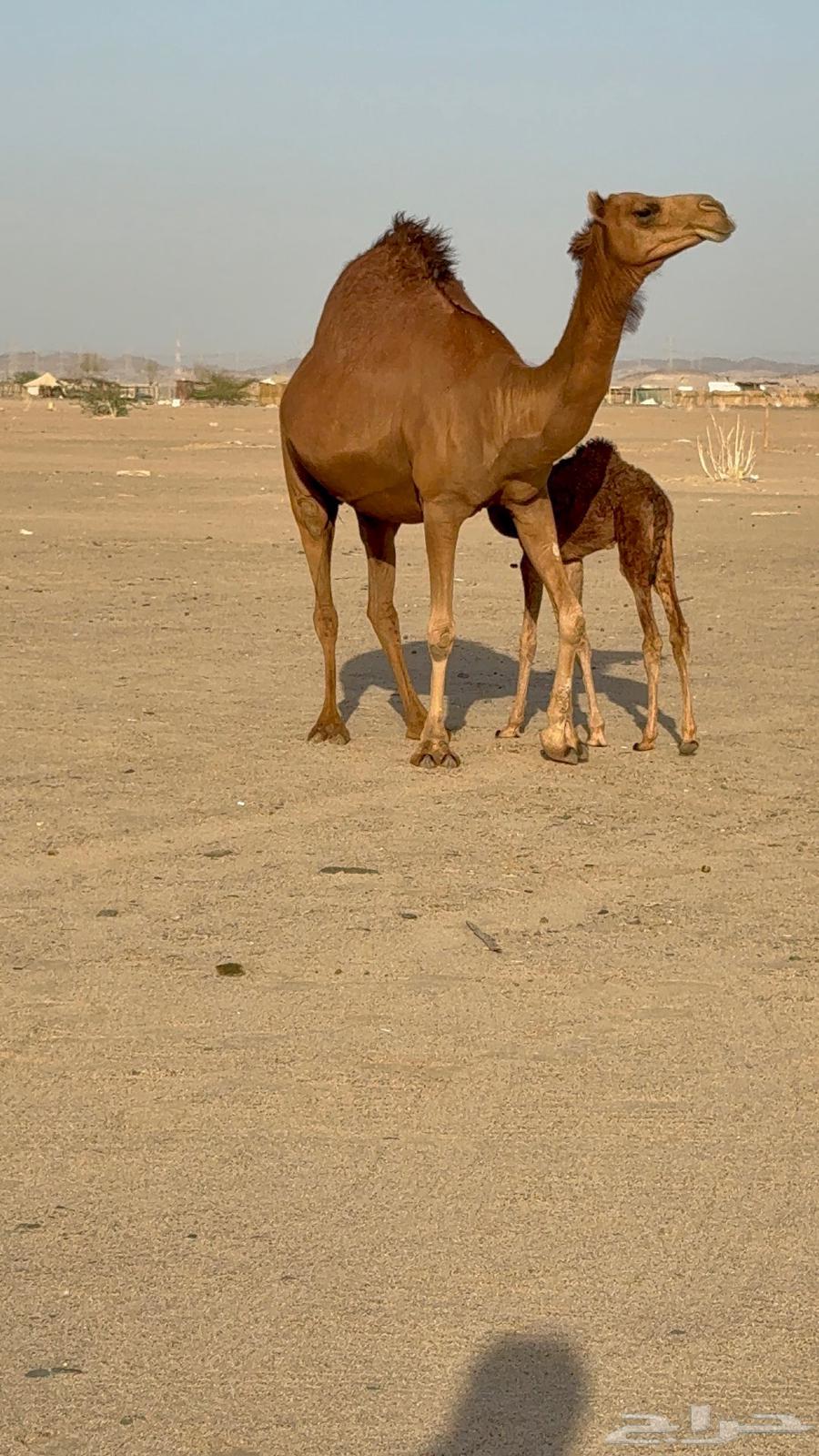 خلفه مصغر ساحليه زين وحليب63667550344322113