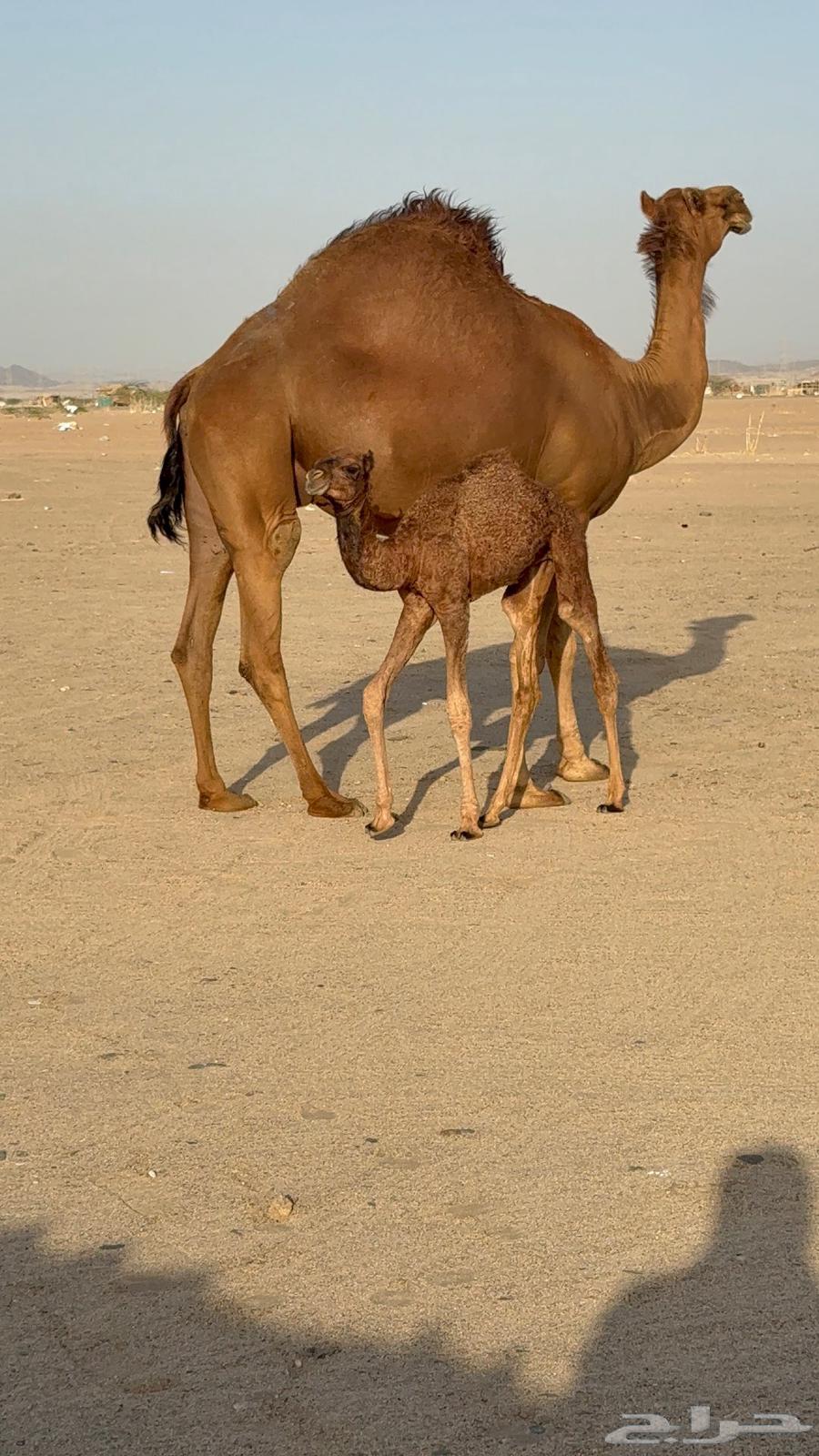 خلفه مصغر ساحليه زين وحليب63667550344322112