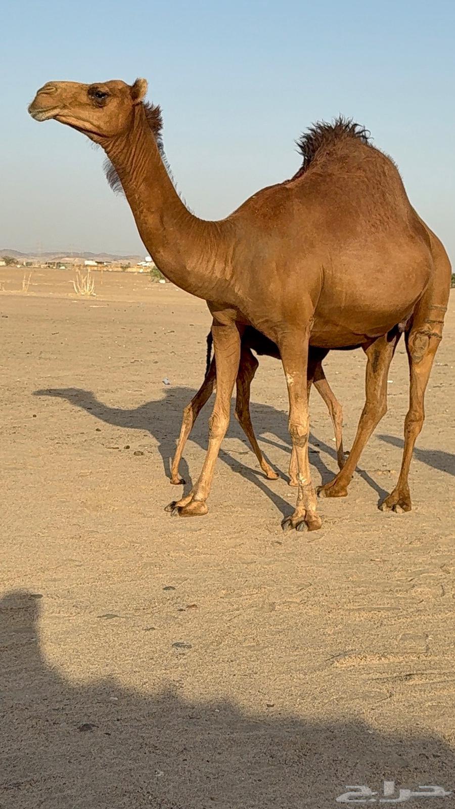 خلفه مصغر ساحليه زين وحليب63667550344322111