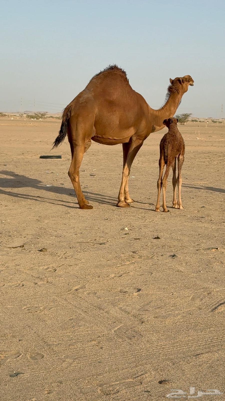 خلفه مصغر ساحليه زين وحليب63667550344322110
