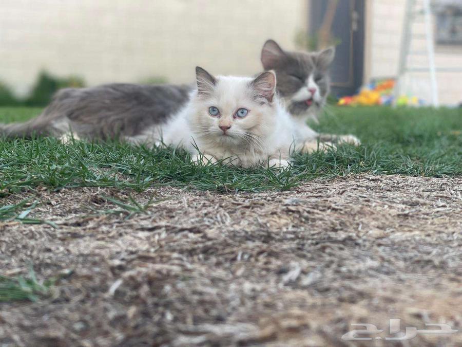 Small cat for sale, two months old63667691609217114