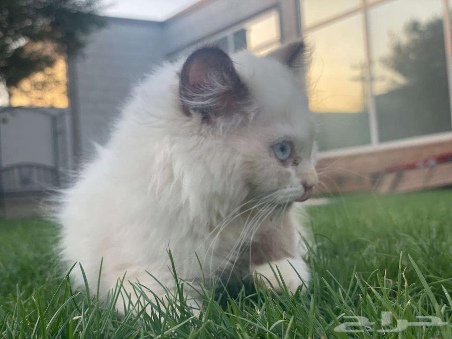 Small cat for sale, two months old63667691609217113
