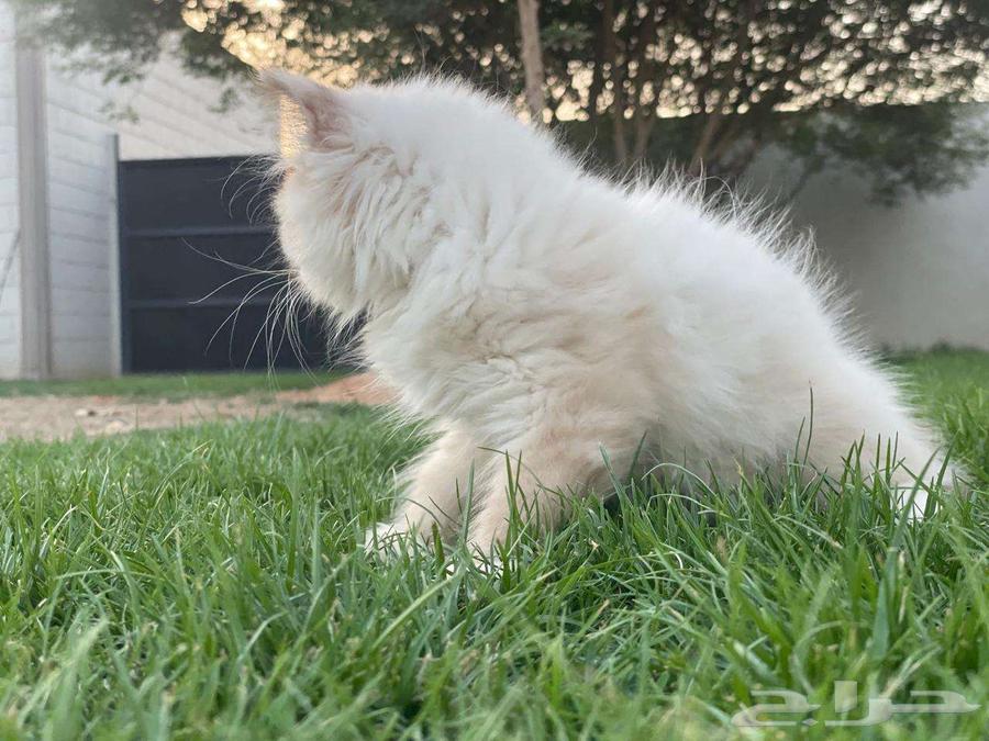 Small cat for sale, two months old63667691609217112