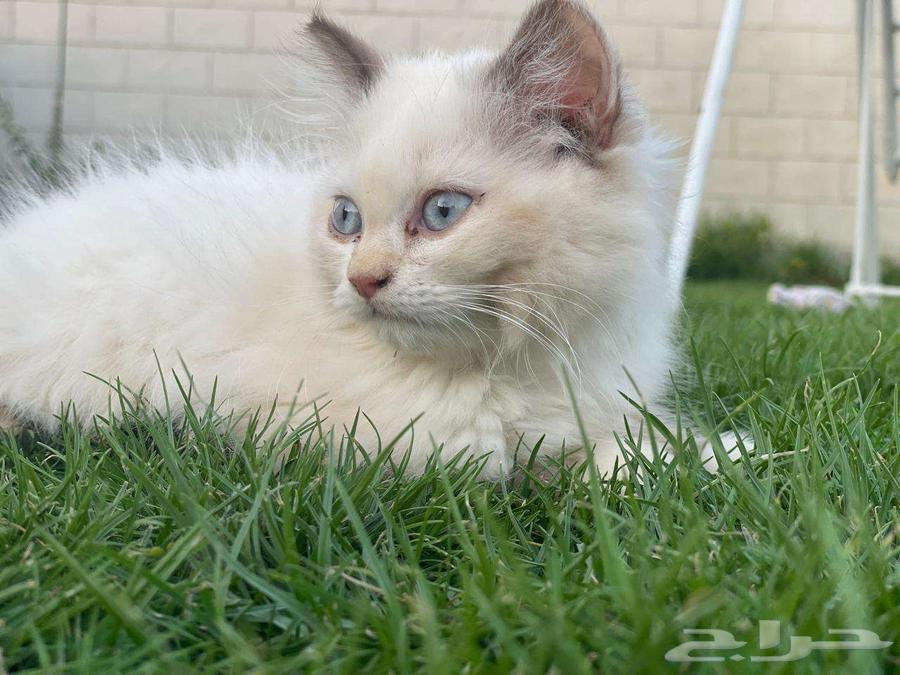 Small cat for sale, two months old63667691609217111