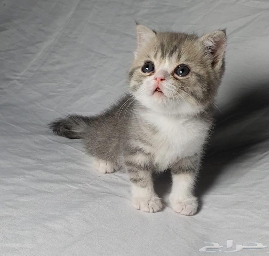 Scotch for sale63667555257090110