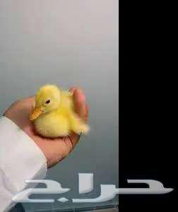 تعلن مزارع ارنوبي بفضل الله وتوفيقه عن توفر صوص بط بكيني63672643421698111