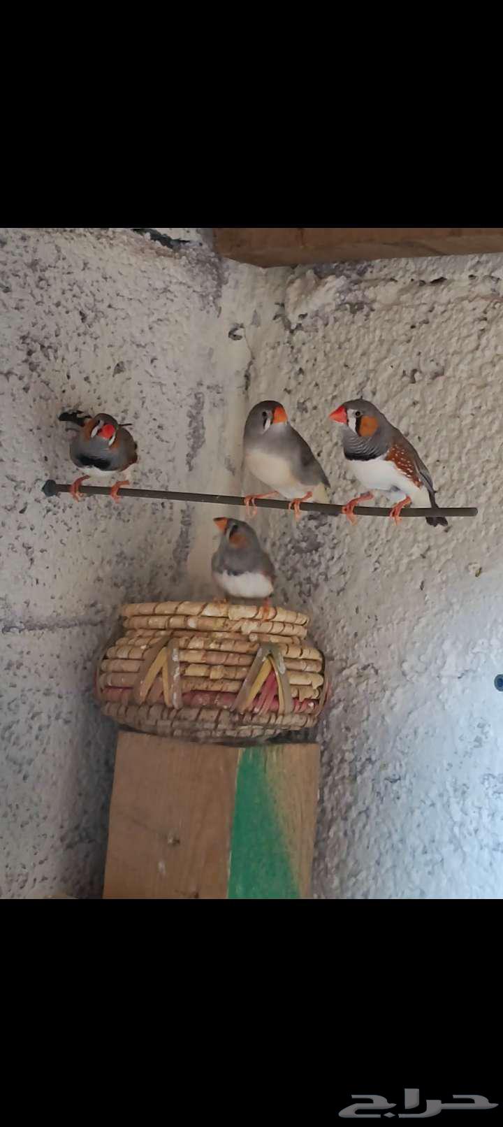 Zebra finches63671493825027110